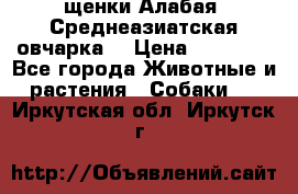 щенки Алабая (Среднеазиатская овчарка) › Цена ­ 15 000 - Все города Животные и растения » Собаки   . Иркутская обл.,Иркутск г.